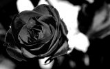 Rosa nera: significati e curiosità