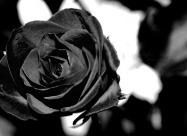 Rosa nera: significati e curiosità