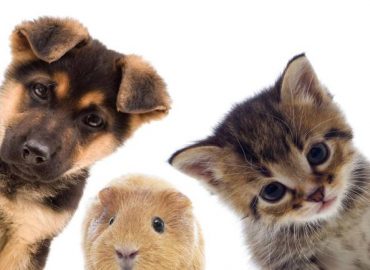 La cuccia: il cimitero degli animali di Sassari