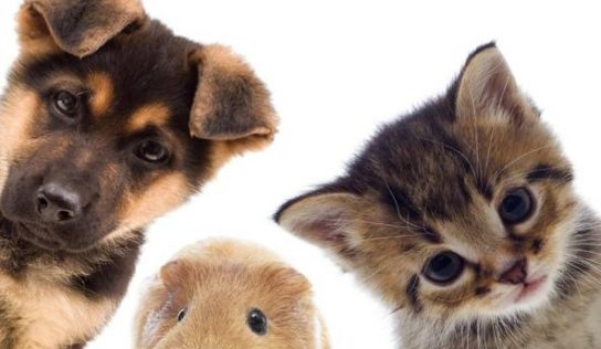 La cuccia: il cimitero degli animali di Sassari